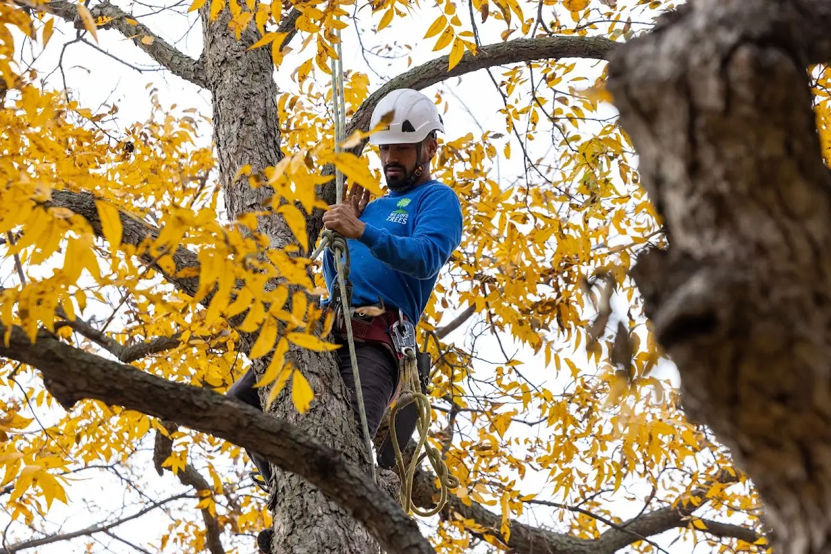 Skilled Tree Trimming crew working in Perryville